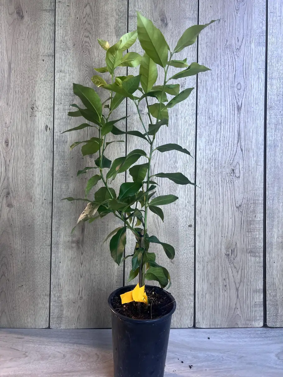 Eureka Lemon Live Plant – 1/2 Gallon Pot – Year-Round Fruiting Citrus Tree for Home & Garden - Image 9