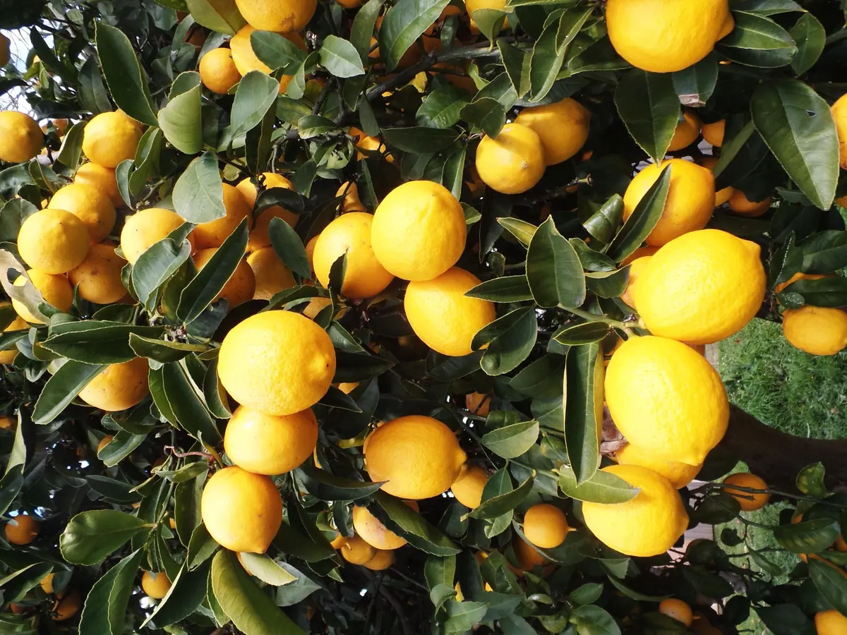 Eureka Lemon Live Plant – 1/2 Gallon Pot – Year-Round Fruiting Citrus Tree for Home & Garden - Image 1