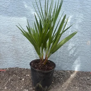 European Fan Palm Tree Live Plant - Chamaerops Humilis - 3 Gallon Pot - Outdoor - Image 2