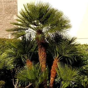 European Fan Palm Tree Live Plant - Chamaerops Humilis - 3 Gallon Pot - Outdoor - Image 6