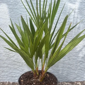 European Fan Palm Tree Live Plant - Chamaerops Humilis - 3 Gallon Pot - Outdoor - Image 7
