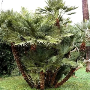 European Fan Palm Tree Live Plant - Chamaerops Humilis - 3 Gallon Pot - Outdoor - Image 8