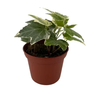 Eva English Ivy Live Plant - Hedera helix - 2.5 inch Pot - Indoor/Outdoor - Image 2