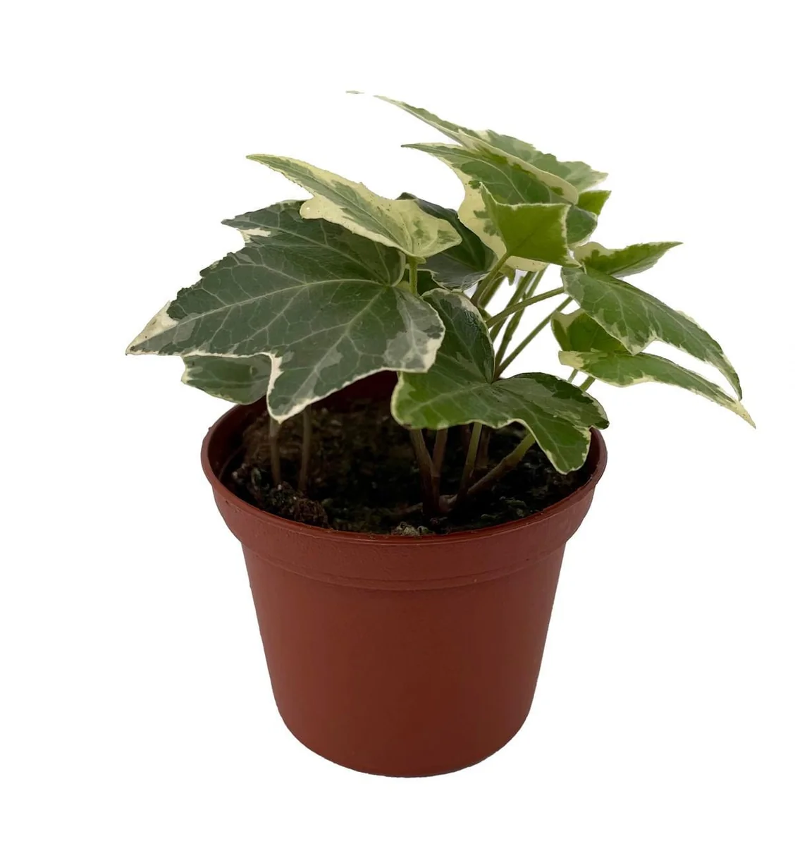 Eva English Ivy Live Plant - Hedera helix - 2.5 inch Pot - Indoor/Outdoor - Image 2