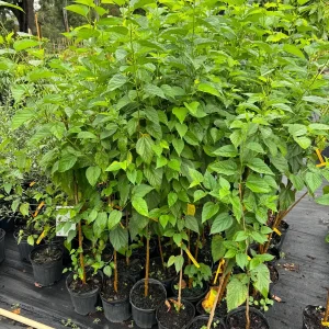 Everbearing Mulberry Tree Live Plant – 3 Gallon, 3 Feet Tall – Outdoor Fruit Tree - Image 3