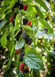 Everbearing Mulberry Tree Live Plant – 3 Gallon, 3 Feet Tall – Outdoor Fruit Tree - Image 1