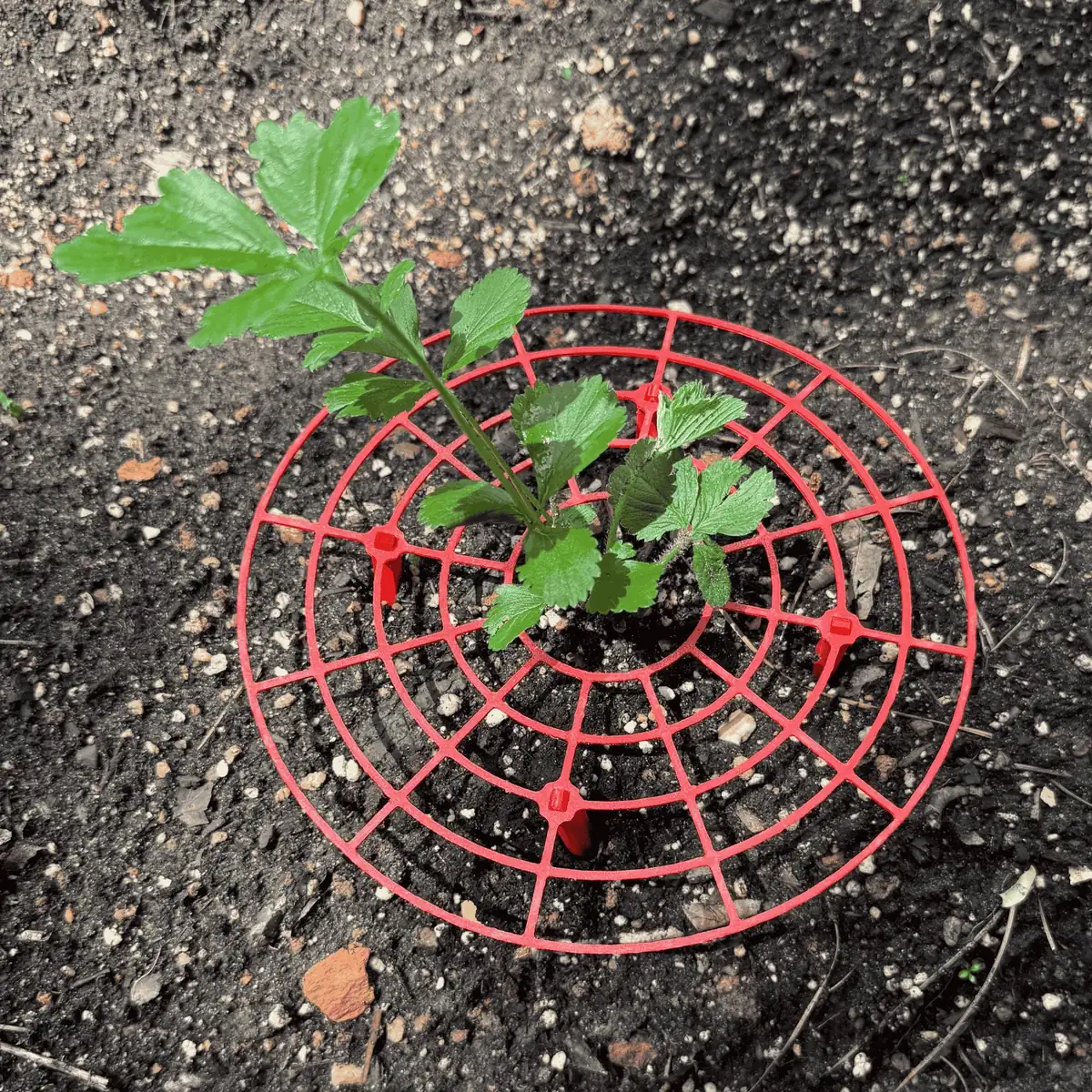 Everbearing Strawberry Plants Bare Root with Supports - USA Grown, Zones 4-9 - Image 4