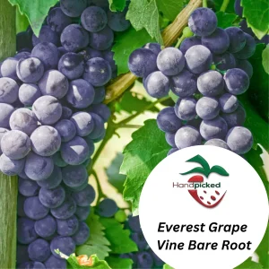 Everest Grape Vine - 1 Bare Root Live Plant - Blue-Black Grapes for Home Gardens - Image 2