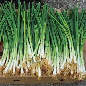 Evergreen Bunching Onion Seeds - 25-35 Count - Non-GMO Heirloom Vegetable Seeds for Indoor & Outdoor Gardening - Image 2