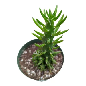 Eve's Needle Cactus Live Plant - Austrocylindropuntia subulata Succulent - Image 10
