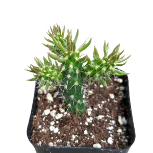 Eve's Needle Cactus Live Plant - Austrocylindropuntia subulata Succulent - Image 3