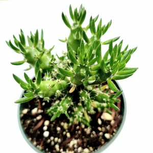 Eve's Needle Cactus Live Plant - Austrocylindropuntia subulata Succulent - Image 1