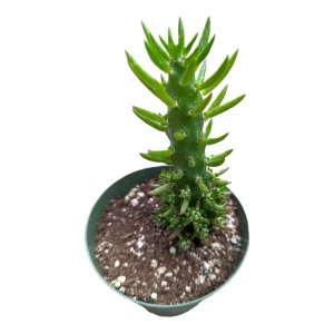 Eve's Needle Cactus Live Plant - Austrocylindropuntia subulata Succulent - Image 9