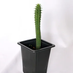 Eve's Pin Cactus Live Plant – Austrocylindropuntia Subulata – 2 inch Pot - Image 1