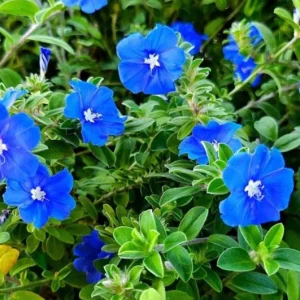 Evolvulus Blue Daze Live Plant – 2 Starter Plants, 4-6