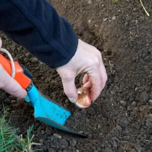 Eye of the Tiger Dutch Iris Bulbs - 12 Pack - 8/9 cm - Vibrant Purple & Bronze Flowers - Image 4