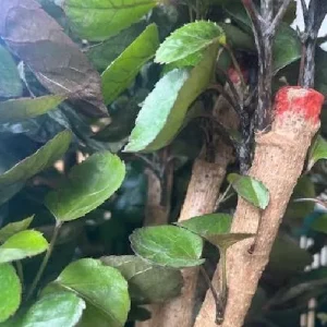 Fabian Ming Aralia Live Plant - Polyscias Scutellaria - Indoor - 6 inch Pot - Image 4