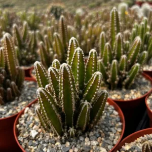 Fairy Castle Cactus Live Plant - Cactus Clusters in 6 inch Pot - Image 3