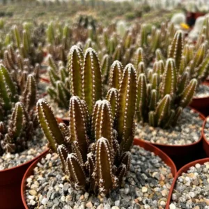Fairy Castle Cactus Live Plant - Cactus Clusters in 6 inch Pot - Image 1