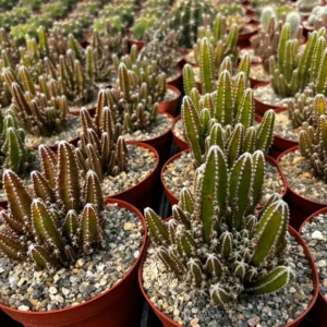Fairy Castle Cactus Live Plant - Cactus Clusters in 6 inch Pot - Image 4