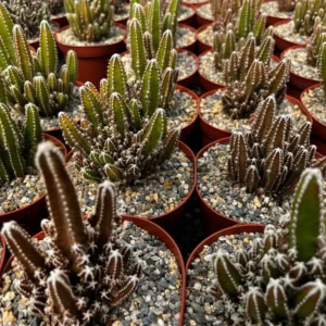 Fairy Castle Cactus Live Plant - Cactus Clusters in 6 inch Pot - Image 6