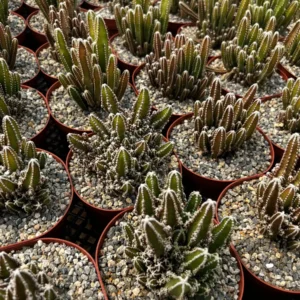 Fairy Castle Cactus Live Plant - Cactus Clusters in 6 inch Pot - Image 7