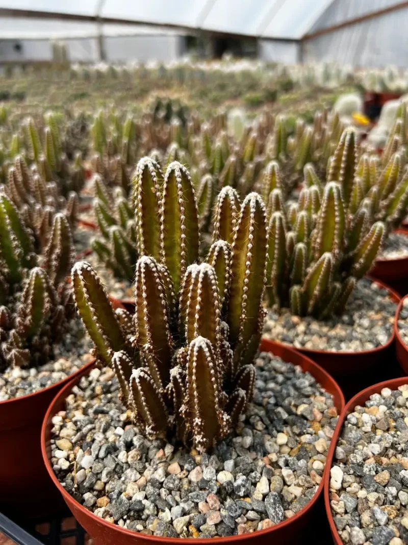 Fairy Castle Cactus Live Plant - Unique Succulent for Indoors