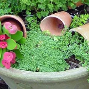 Fairy Elfin Thyme Live Plant - 2.5" Pot - Small Groundcover - Zone 4-10 - Image 2