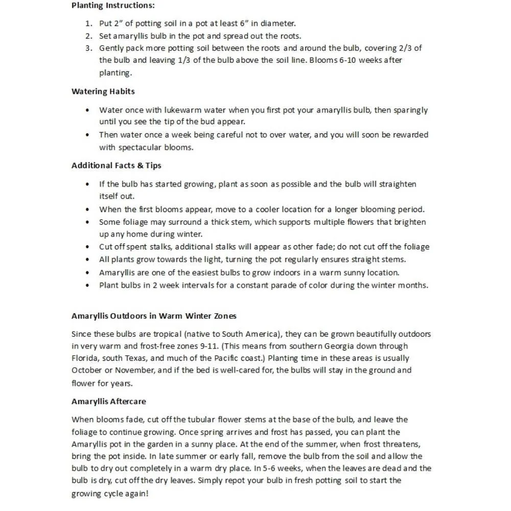 Fairytale Amaryllis Bulb - White & Red Striped Flowers - 26/28cm Bulb Size - Image 4