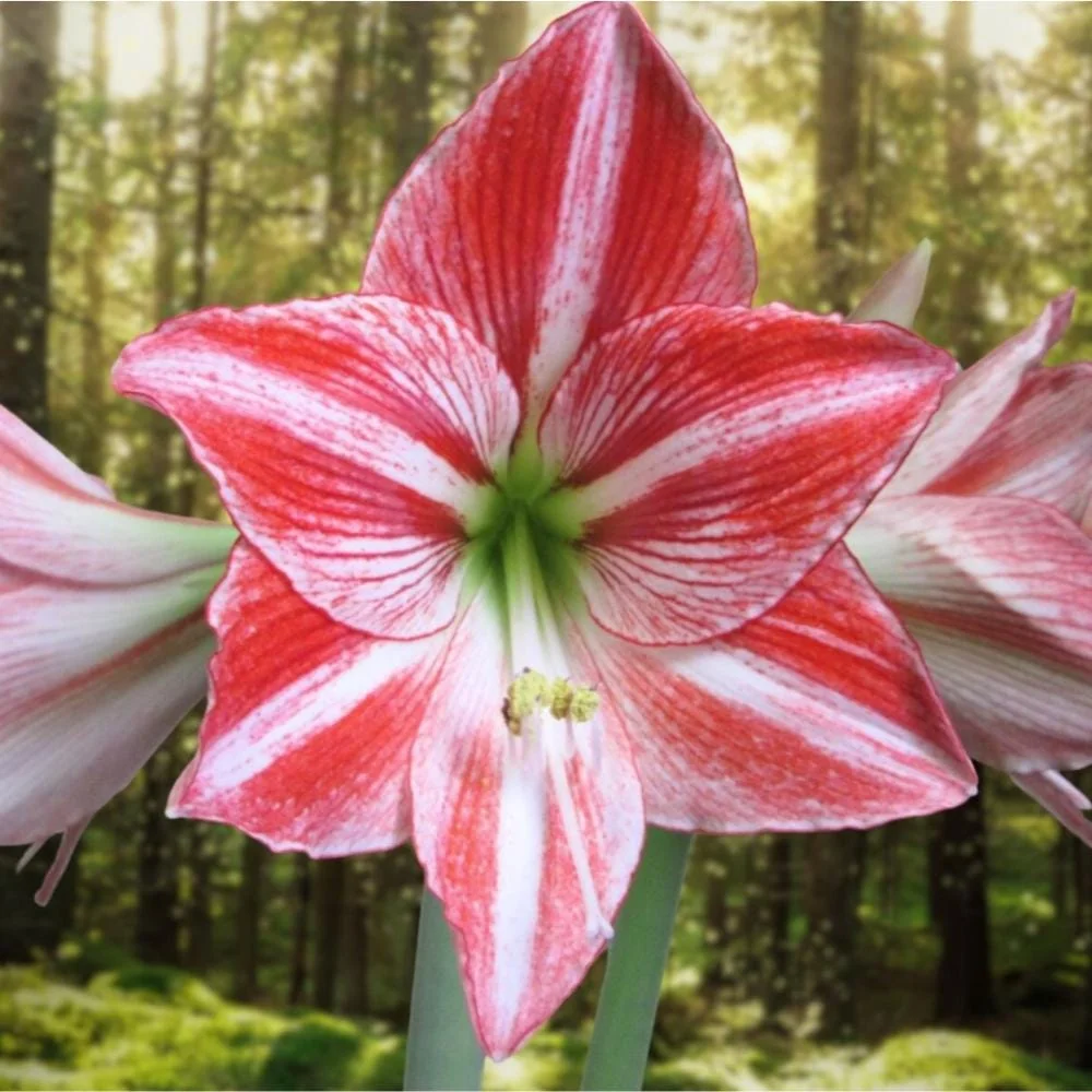 Fairytale Amaryllis Bulb - White & Red Striped Flowers - 26/28cm Bulb Size - Image 1