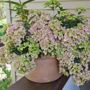 Fairytrail Hydrangea Fresco Live Plant - 4 inch Pot, Cascading Mophead Flowers - Image 2
