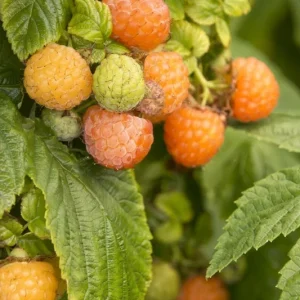 Fall Gold Raspberry Live Plant – 1 ft Tall – Ship in 6 inch Pot – Sweet Gold Berries - Image 1