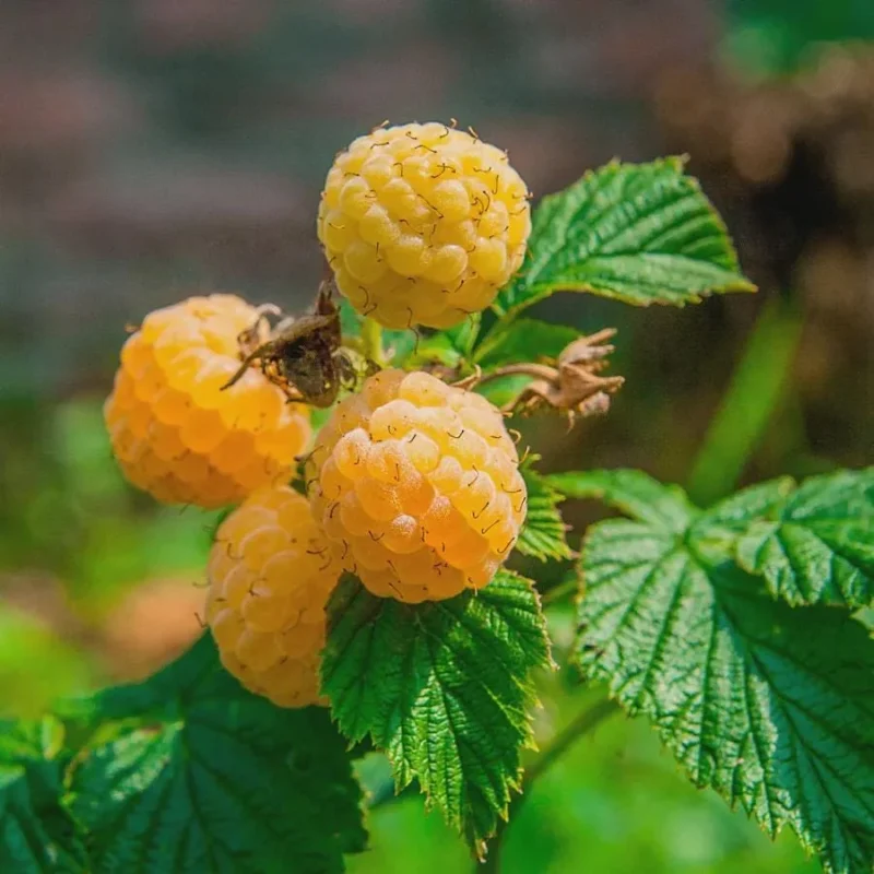 Thronless Raspberry Plants Fall Gold Raspberry Starter Plug - Thornless Rubus idaeus