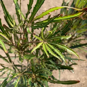 False Aralia Live Plant – Elegantissima Indoor Plant – Dark Green Foliage - Image 1