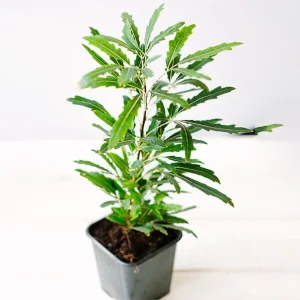 False Aralia Live Plant – Elegantissima Indoor Plant – Dark Green Foliage - Image 2