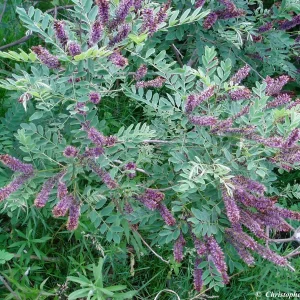 False Indigo Live Plant | Amorpha fruticosa | 12-16 Inches Tall | Set of 2 Outdoor Shrubs - Image 2