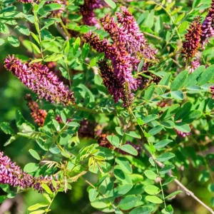 False Indigo Live Plant | Amorpha fruticosa | 12-16 Inches Tall | Set of 2 Outdoor Shrubs - Image 1