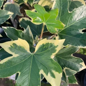 Fatshedera Angyo Star Tree Ivy Live Plant, 1 ft Tall, 1 Gallon Pot, Indoor/Outdoor - Image 1