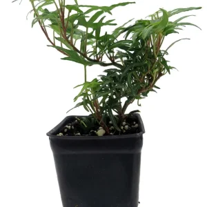 Feen Finger English Ivy Live Plant - 2.5