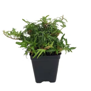 Feen Finger English Ivy Live Plant - 2.5" Pot - Terrarium & Houseplant - Image 1