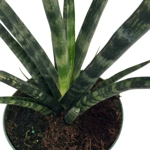 Fernwood Mikado Snake Plant Live Plant – Sansevieria – Easy Care – 2 inch Pot - Image 2