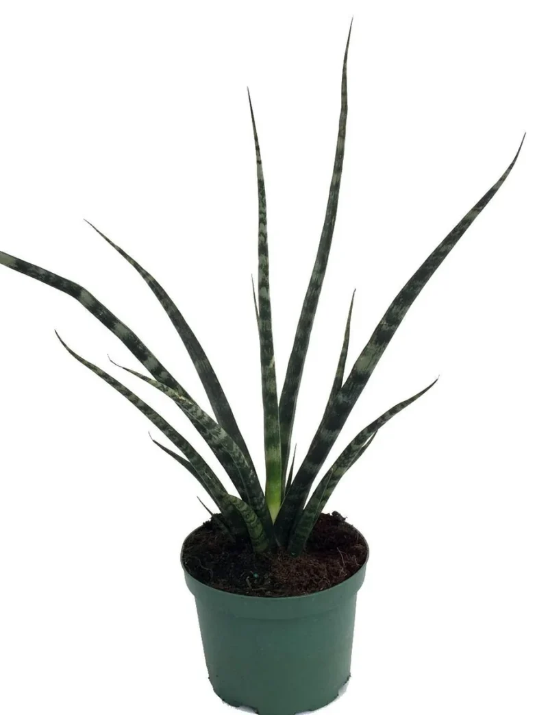 Em's Stems Sansevieria Fernwood Mikado Snake Plant – 4" Pot, Upright Compact Grower, Low Light, Low Water, Easy-Care Houseplant For Desk Or Shelf