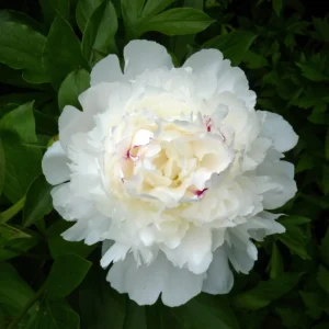 Festiva Maxima Peony Bareroot Plant - 2-3 Eye, White Double Flowers, Fragrant - Image 1