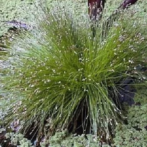 Fiber Optic Grass Live Plant - Isolepis cernua - Fairy Garden Plant - 2.5 inch Pot - Image 6