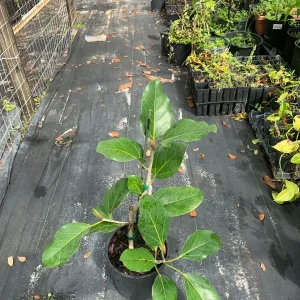 Ficus Audrey Live Plant – Banyan Tree – Indoor & Outdoor Houseplant - Image 2