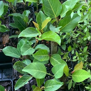 Ficus Audrey Live Plant – Banyan Tree – Indoor & Outdoor Houseplant - Image 3