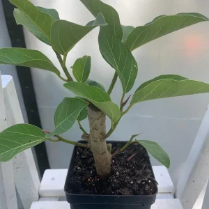 Ficus Audrey Live Plant – Banyan Tree – Indoor & Outdoor Houseplant - Image 1