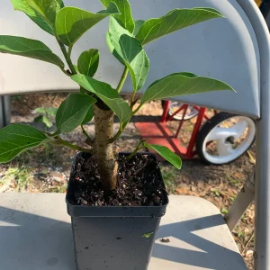 Ficus Audrey Live Plant – Banyan Tree – Indoor & Outdoor Houseplant - Image 4