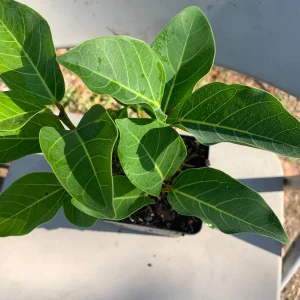 Ficus Audrey Live Plant - Ficus Benghalensis Banyan Tree - Healthy Well Rooted Indoor/Outdoor - Image 5