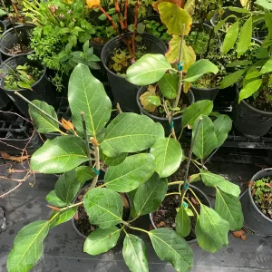 Ficus Audrey Live Plant - Ficus Benghalensis Banyan Tree - Healthy Well Rooted Indoor/Outdoor - Image 6